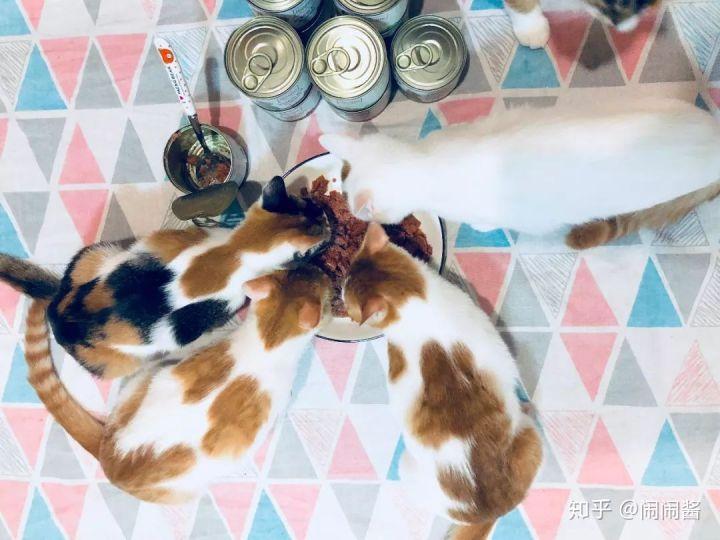 猫不吃主食罐怎么办 知乎