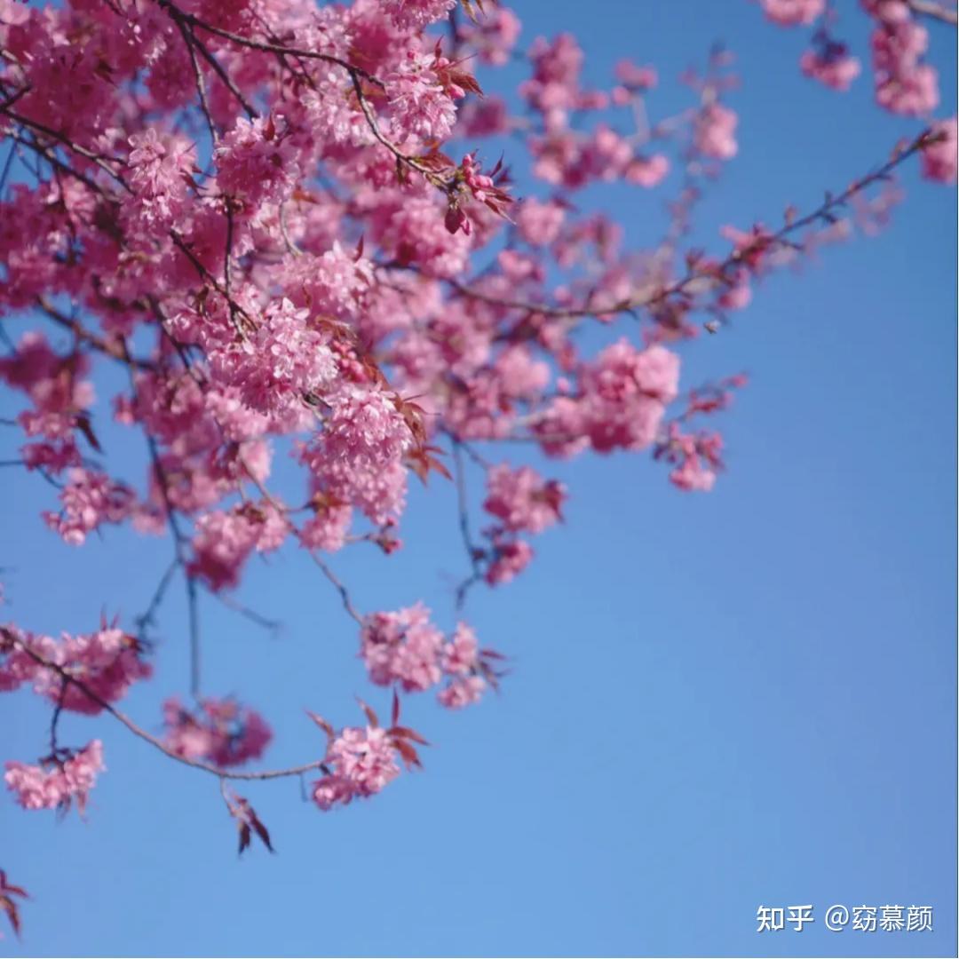 春季常见樱花有哪些?如何区分早樱、中樱、晚樱? - 知乎