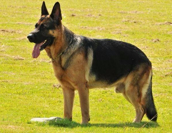 纯种德国牧羊犬价格多少双血统德牧幼犬多少钱一只