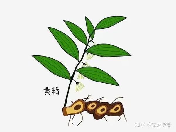 黄精：全面认识黄精药理作用研究进展。 - 知乎