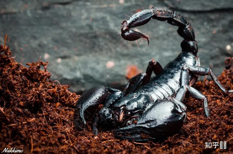 有种蝎子个头很大不是亚洲雨林蝎有毒但毒性好像不大貌似还比较受欢迎