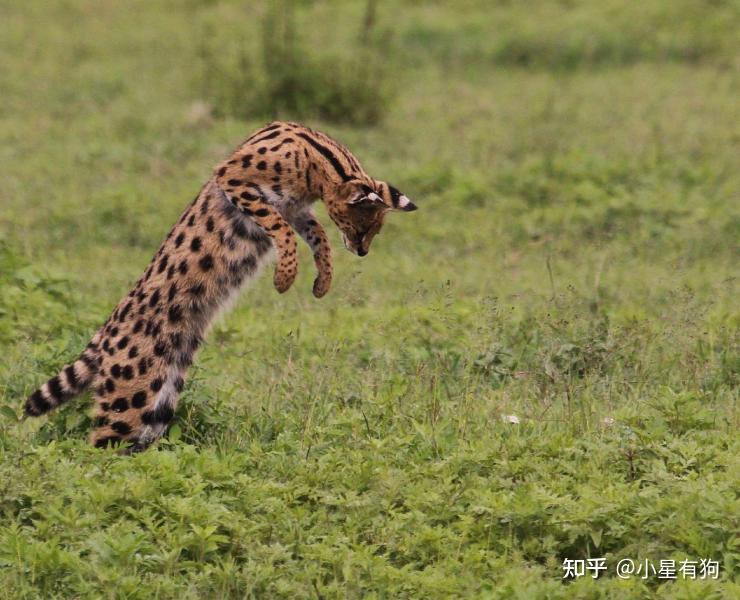 二,身形修长的招风耳—薮猫(serval,学名:leptailurus serval)