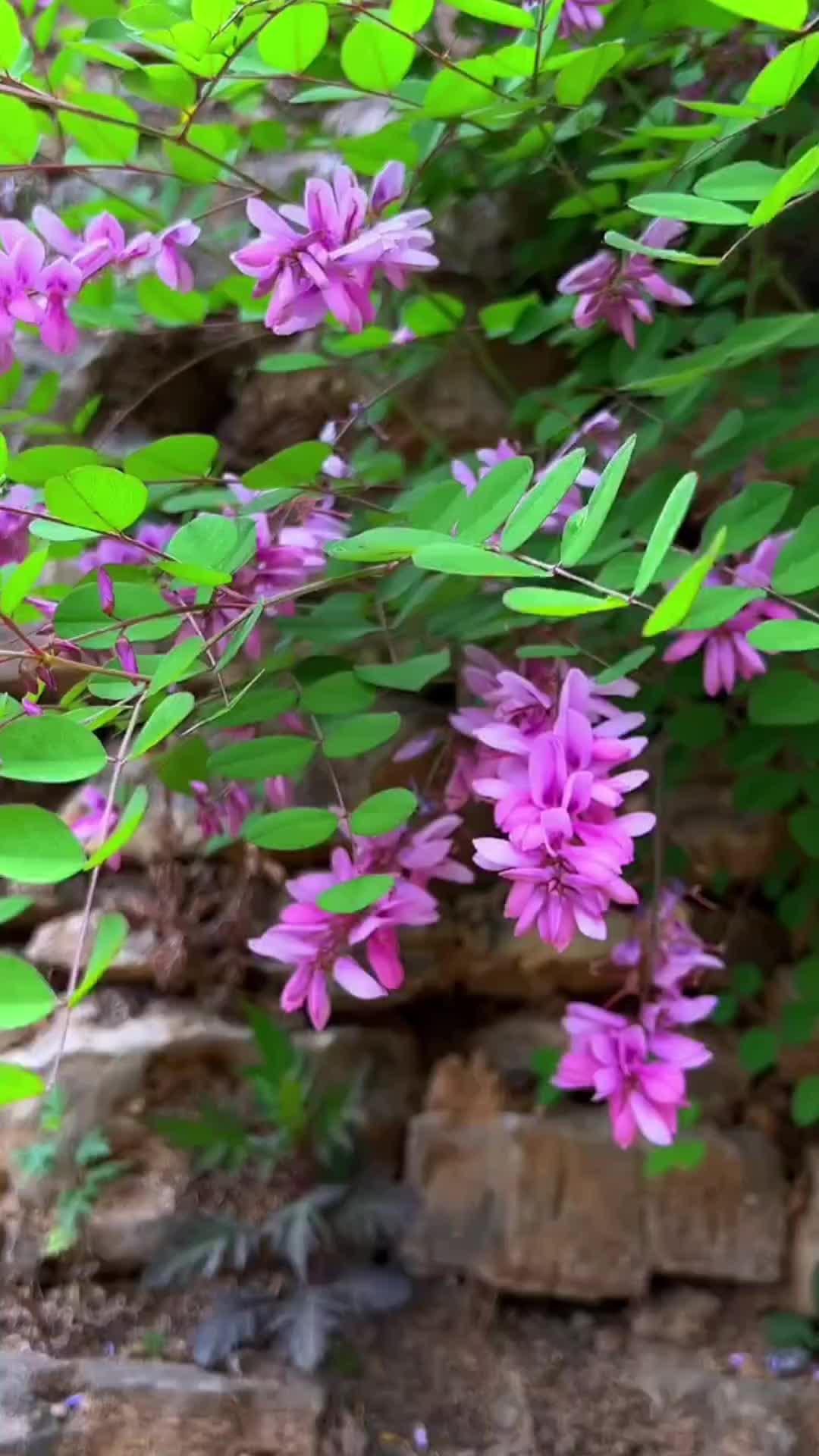 花仙谷小李 的想法: 多花木兰