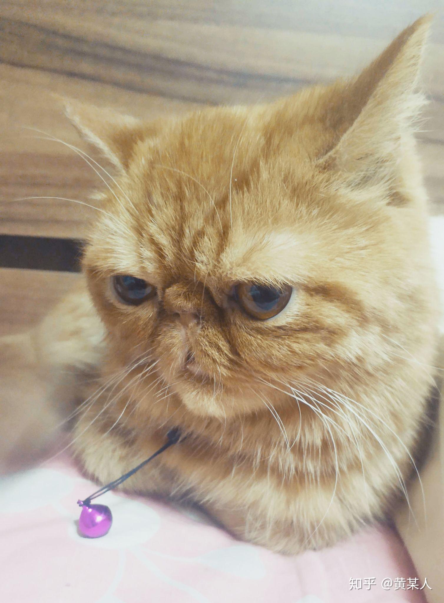 加菲猫真的很丑吗