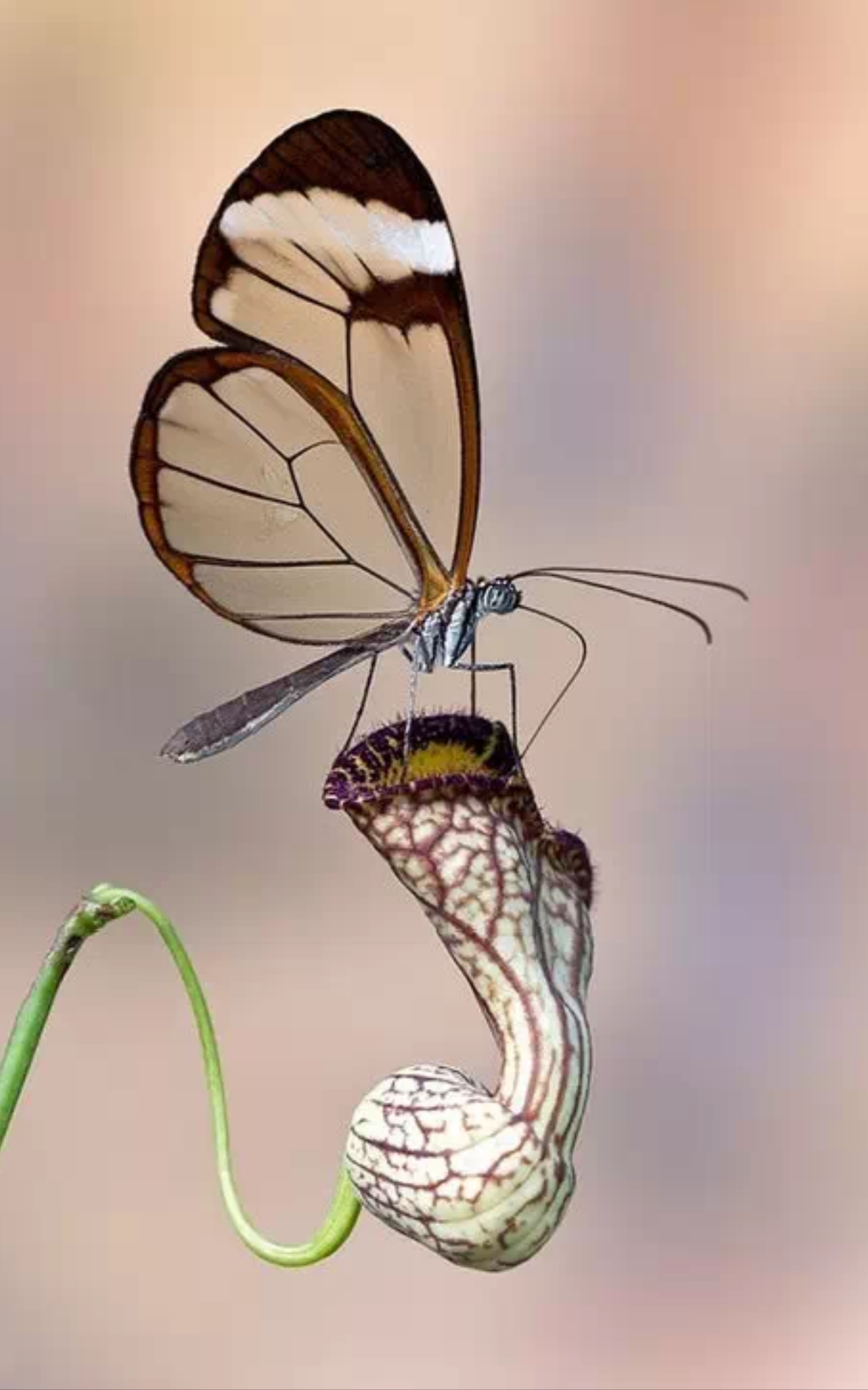 not only the sun rises at dawn - 知乎