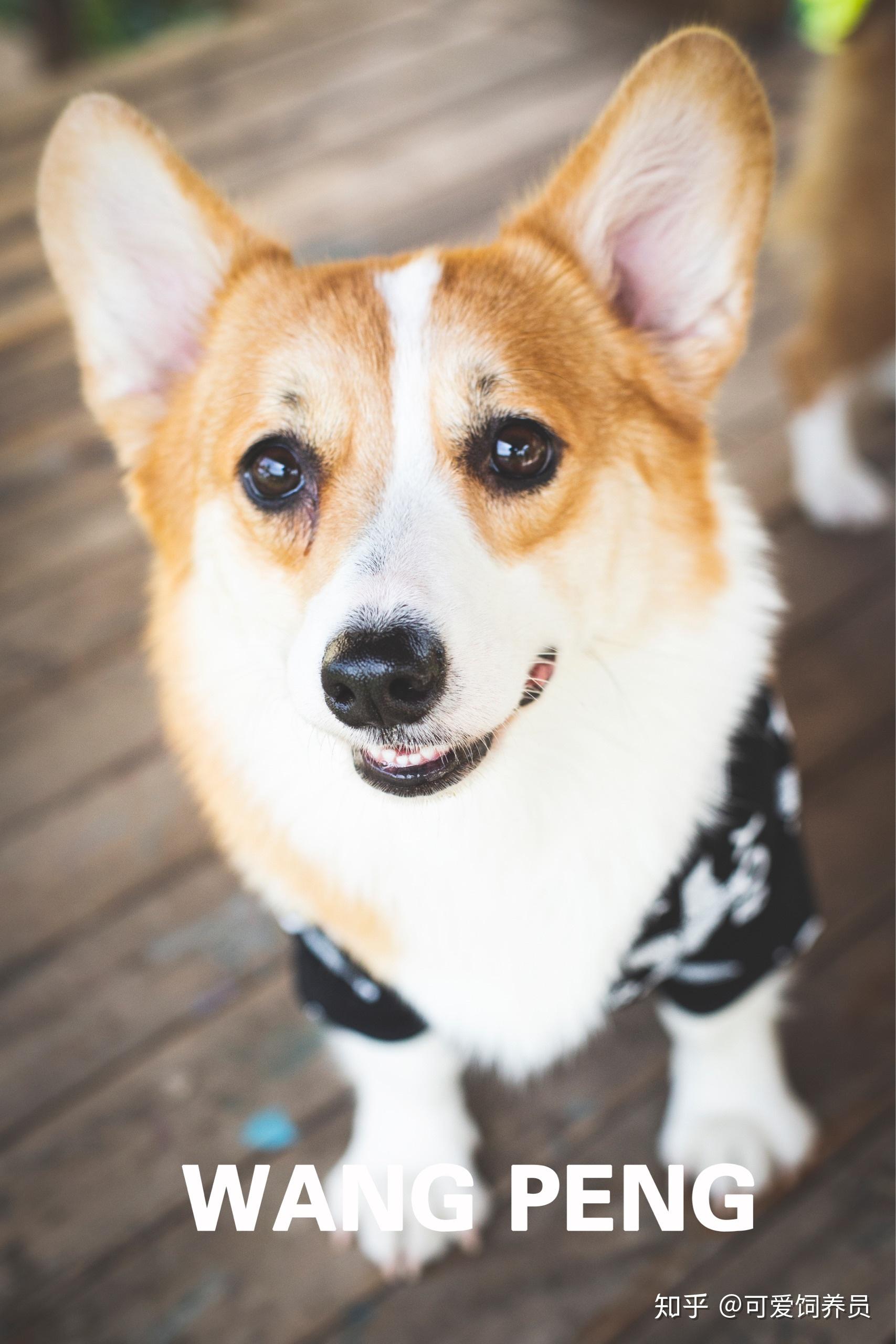 柯基狗狗喜欢吃什么