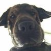 Python dict fromkeys python dict fromkeys
