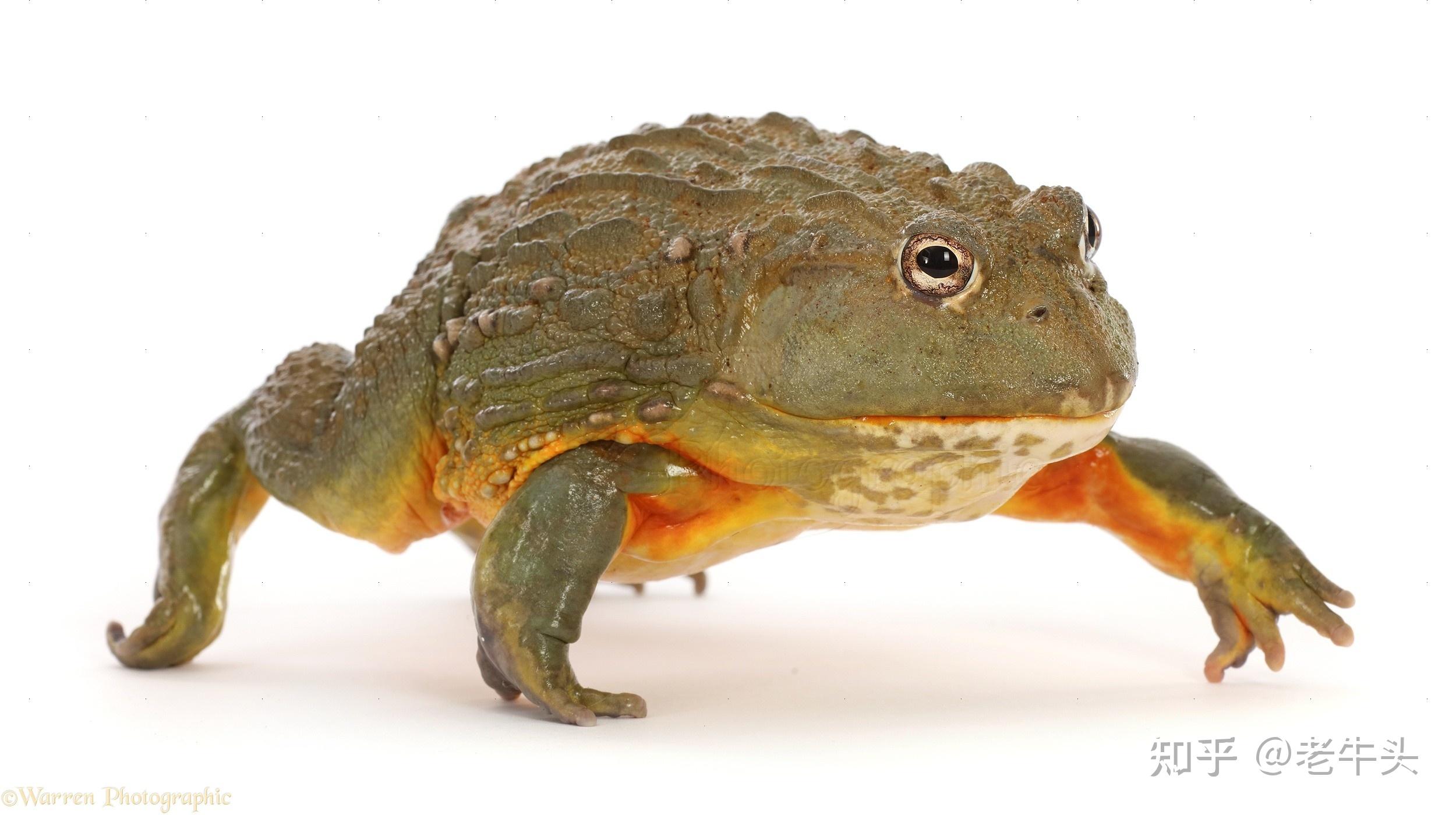 宠物市场上出售的非洲牛蛙跟超市里卖的几十元一只的牛蛙有何区别