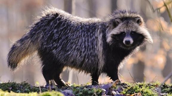 世上10中奇特生物最后一种就是游戏的神兽