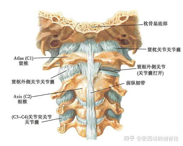 #医心相伴,让爱更踏实#让我们一起来认识脊柱 - 知乎