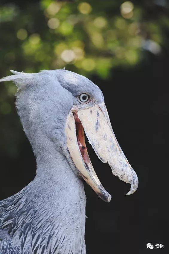 鸟界二哈的否认三连