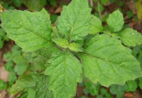 精油化学广藿香醇