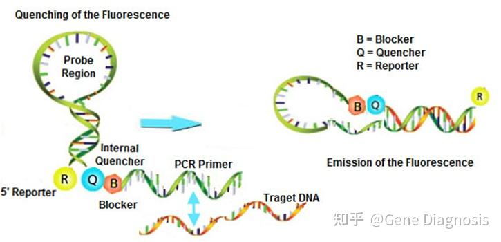 荧光定量PCR探针类型 - 知乎