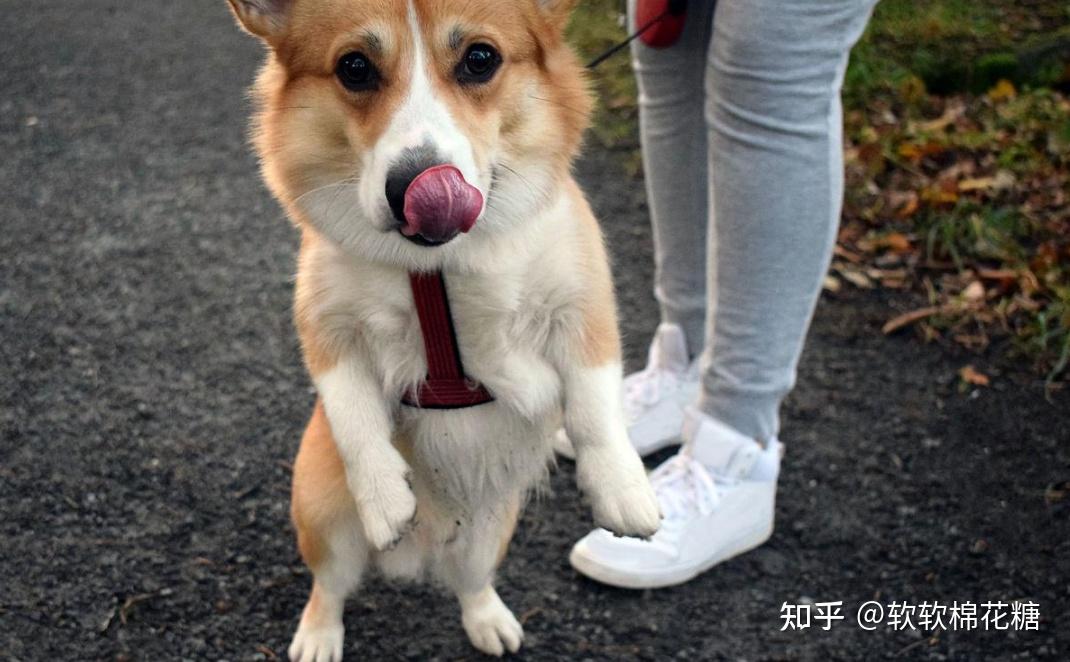 柯基犬断尾的利和弊你知道几个