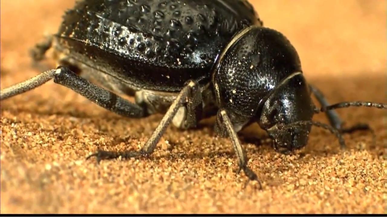 沙漠昆虫有何神奇之处它们居然还能制造最小的海市蜃楼