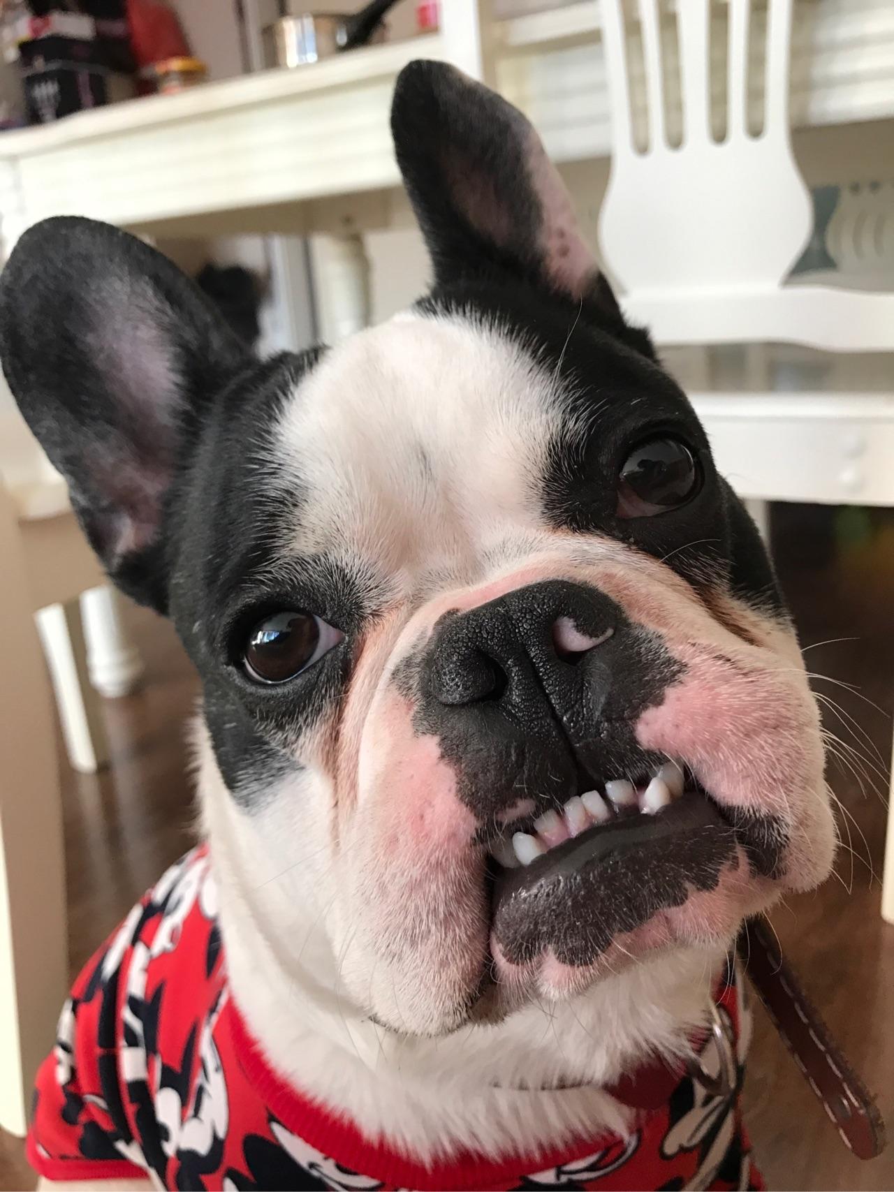 如何看待电击狗项圈这种产品?对狗伤害大吗?