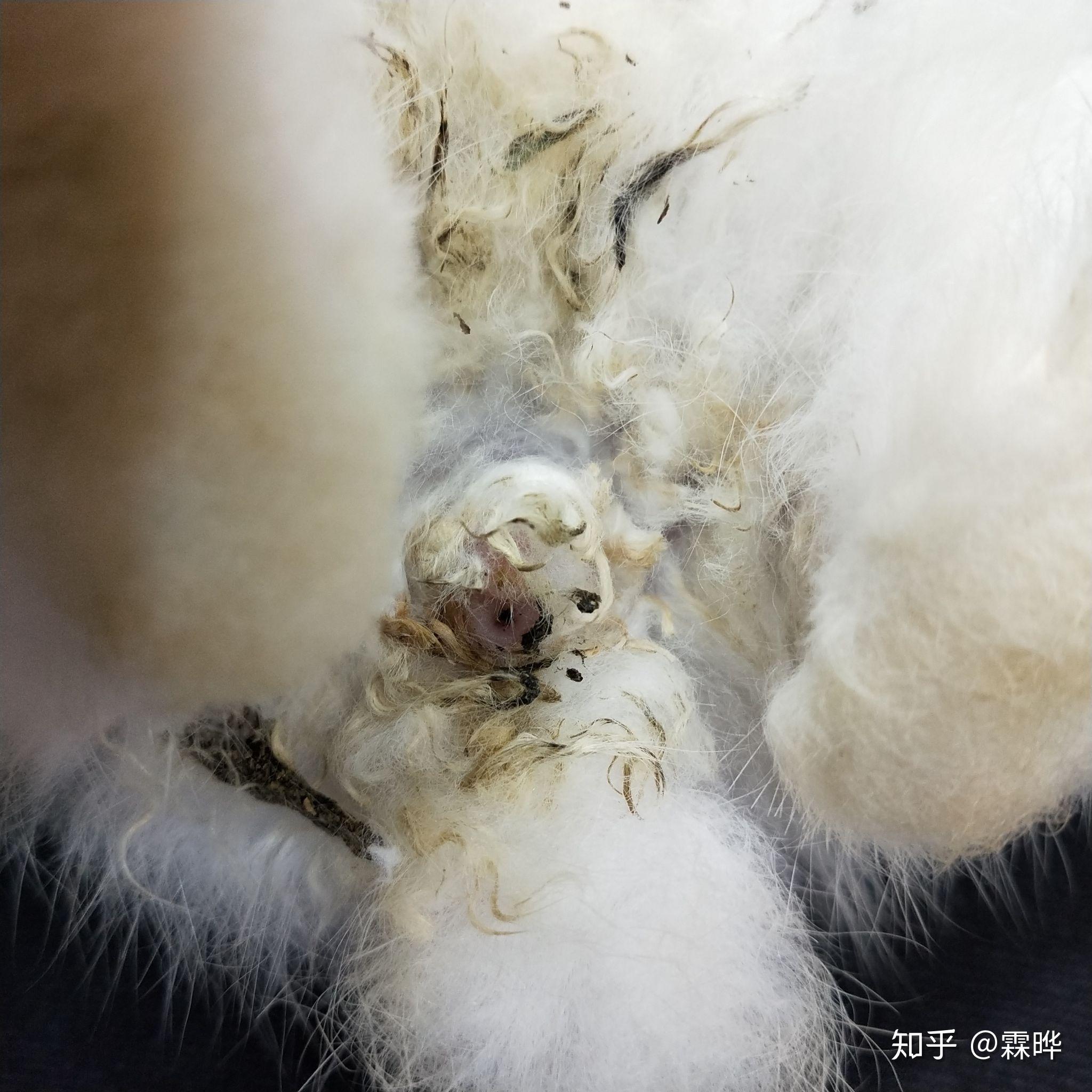 兔子拉屎老是黏在屁股上怎么办? - 知乎