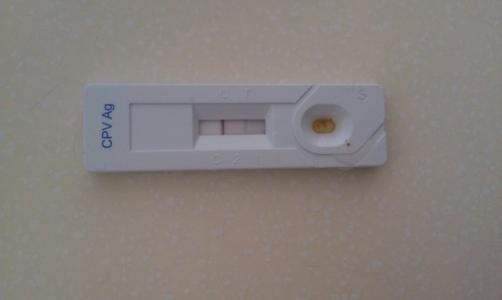 三五岁的成年狗狗还会得细小吗宠物医生我有800字要说