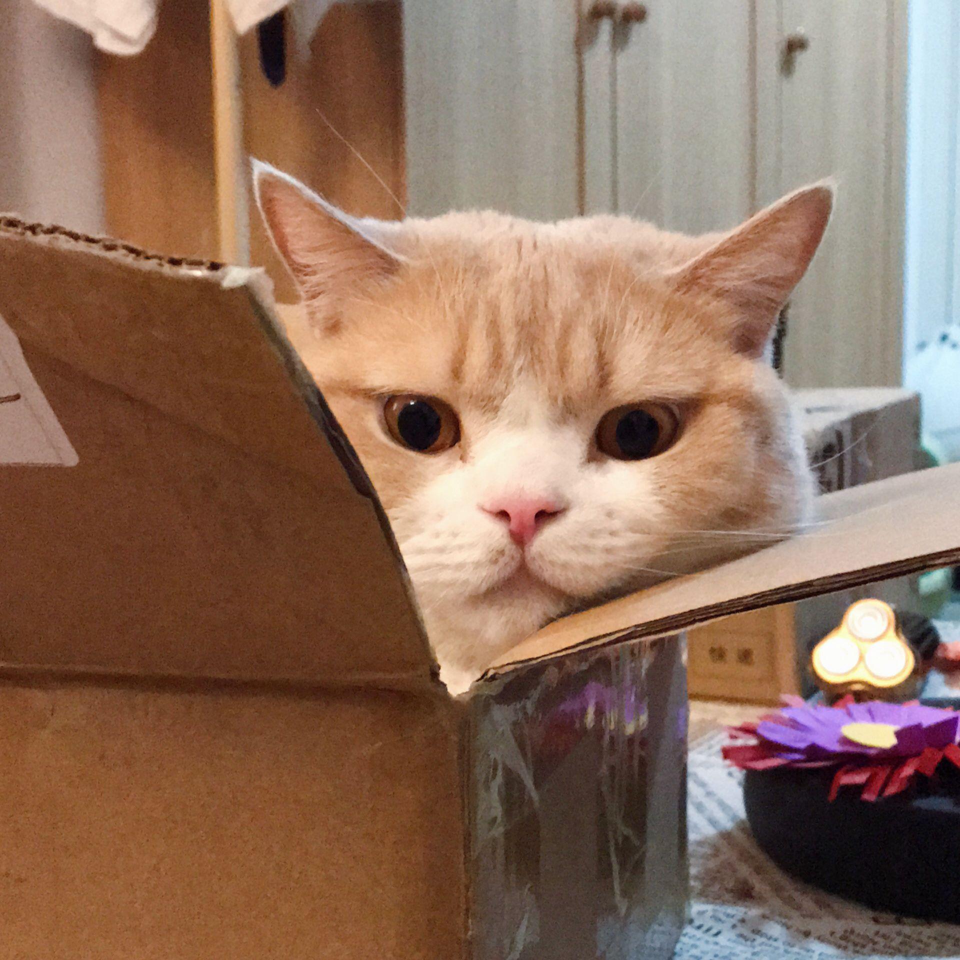 有哪些长相很有特点的网红猫咪? - 知乎