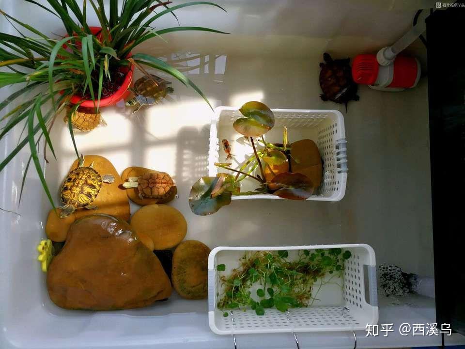 请问下养草龟的朋友,乌龟缸里要怎么布置? - 知乎