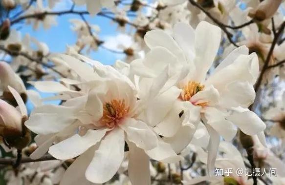 春季北京到哪儿可以观赏玉兰花?您就去这几个地方 - 知乎