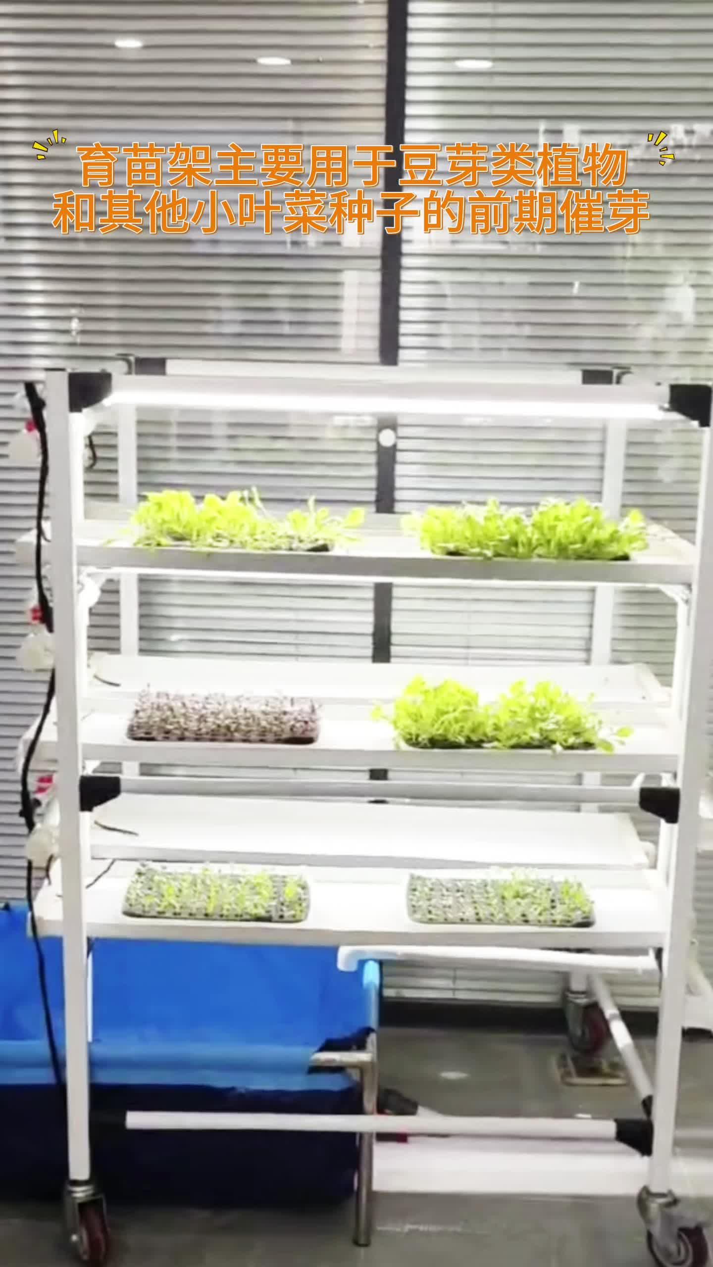 展开育苗架可用于豆芽类及小叶菜的前期催芽,也可用于种植水培牧草!