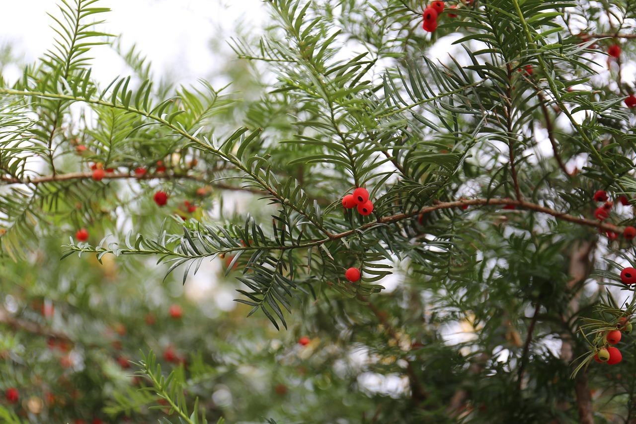 松萝铁兰怎么养