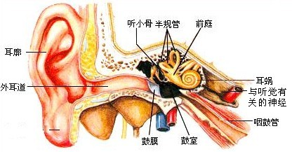 外耳道炎的这两大危害 有多少人不知道 知乎