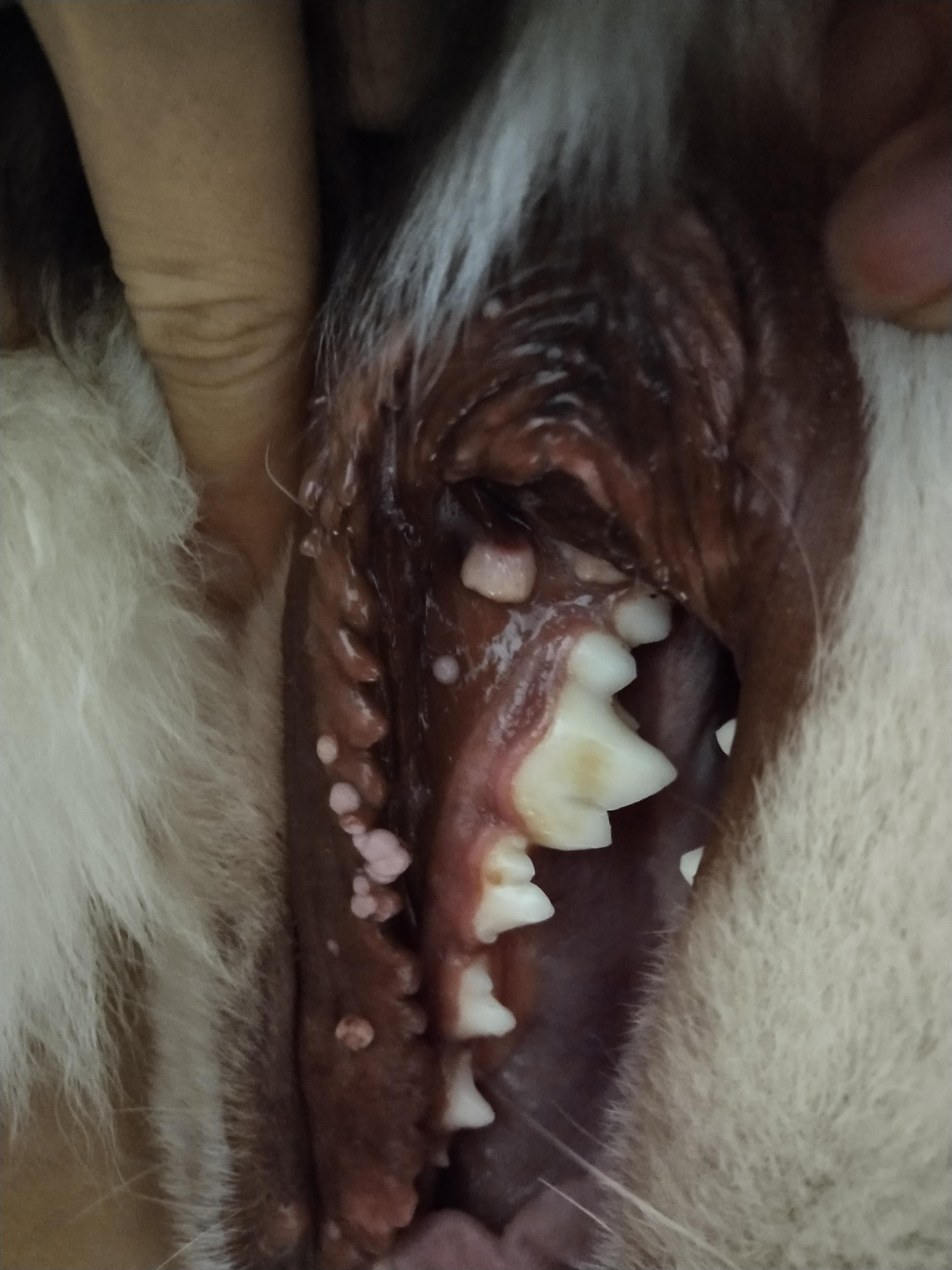 狗狗口腔里长菜花瘤如何治疗?