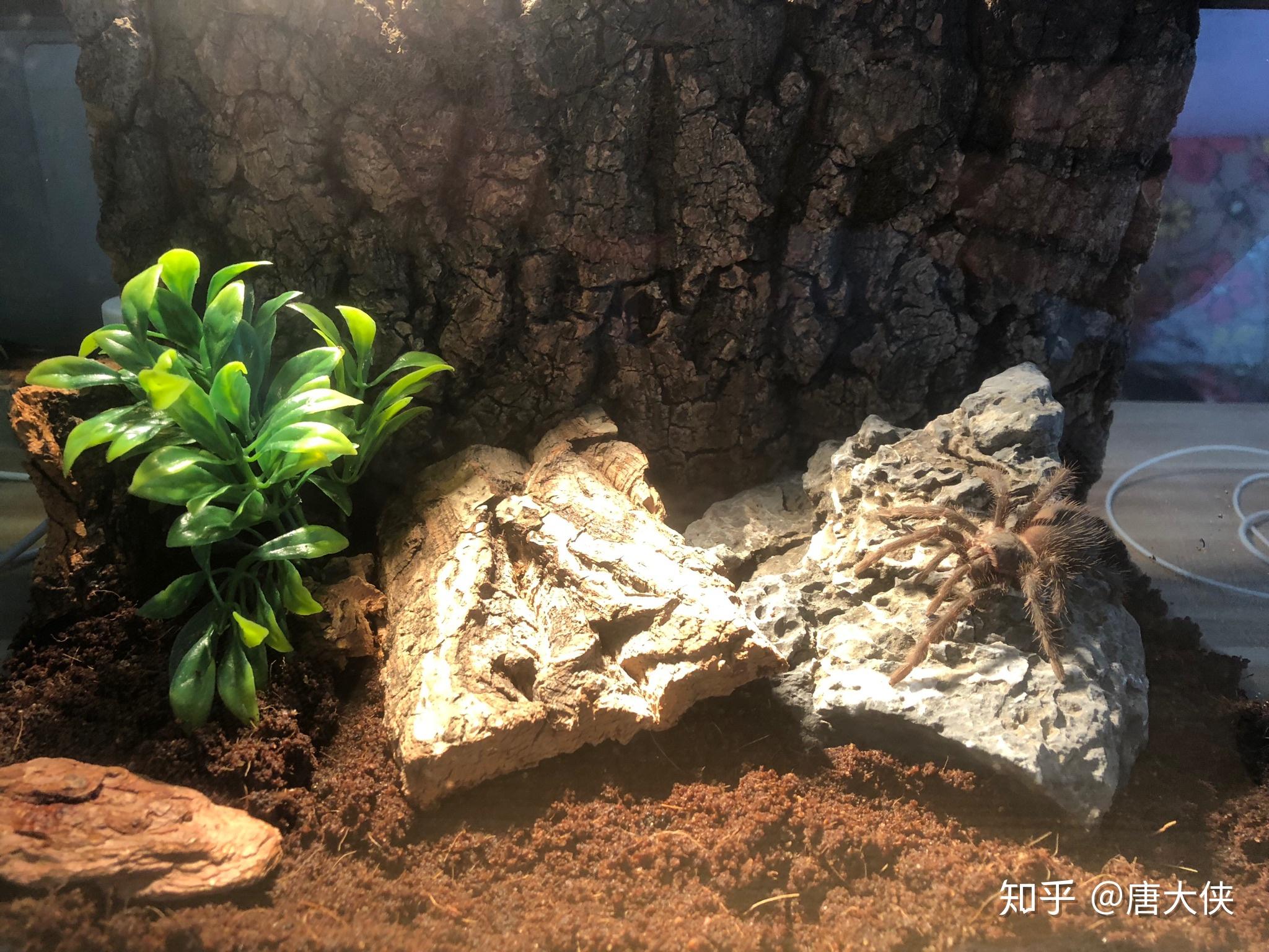 想要给养守宫的玻璃缸diy一个沙漠场景,请问里面适合养真的植物吗?