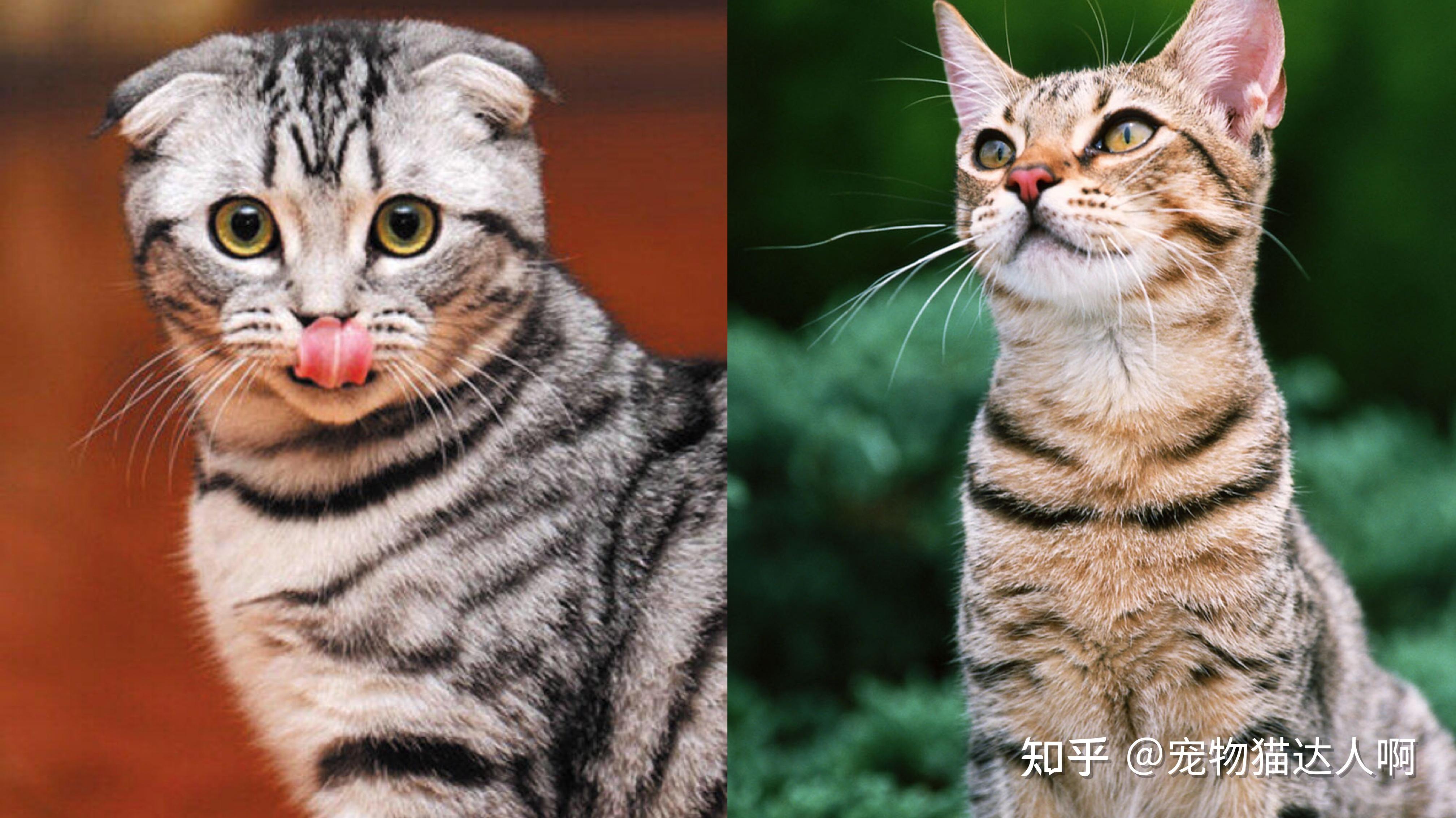 看图识猫:教你区分“美短”和“狸花猫”的不同之处!