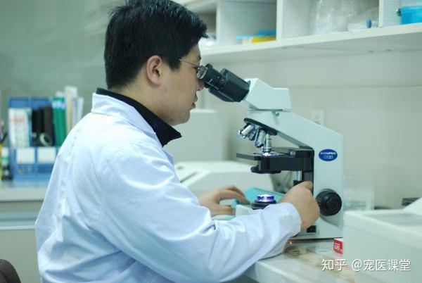 宠物医生陈浩专访执业生涯手术近5000台的首席兽医师