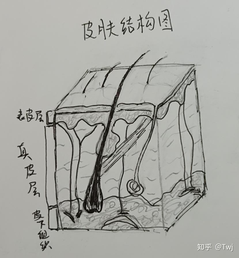 皮肤层次结构图绘画图片