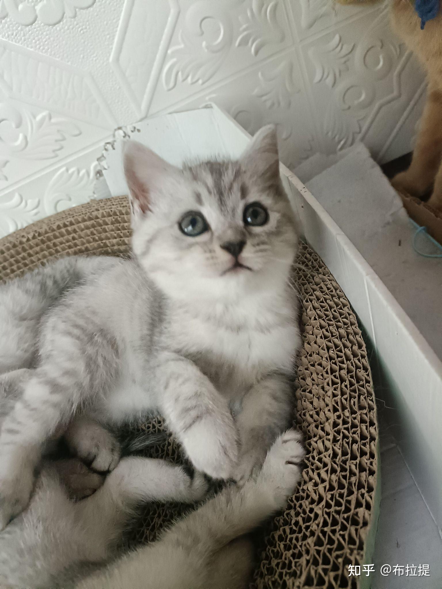 有橘猫配银渐层的吗? - 知乎