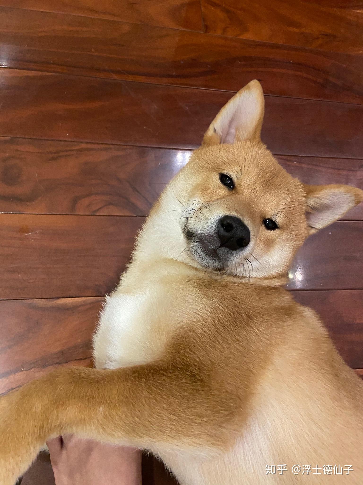 有没有小眼睛狗狗?比如说? - 知乎