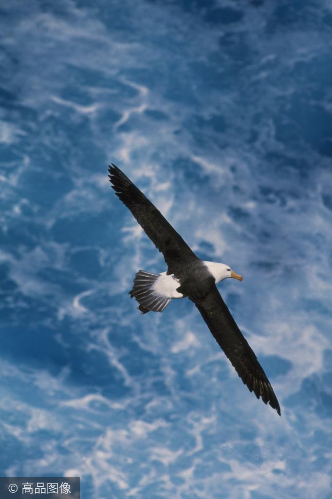 摄影展翅翱翔天高任鸟飞