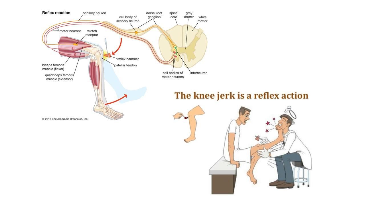 如何避免证券投资里的膝跳反射