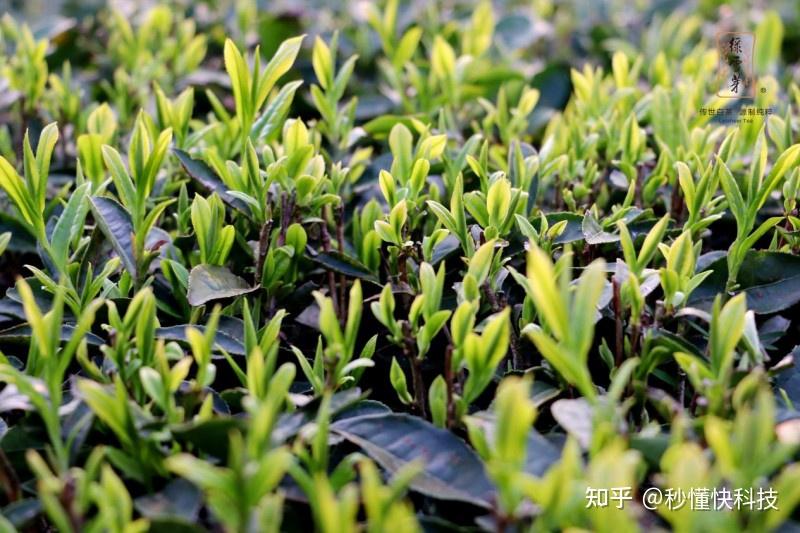 为守护母树本源风味，绿雪芽立下六大硬性品牌承诺- 知乎