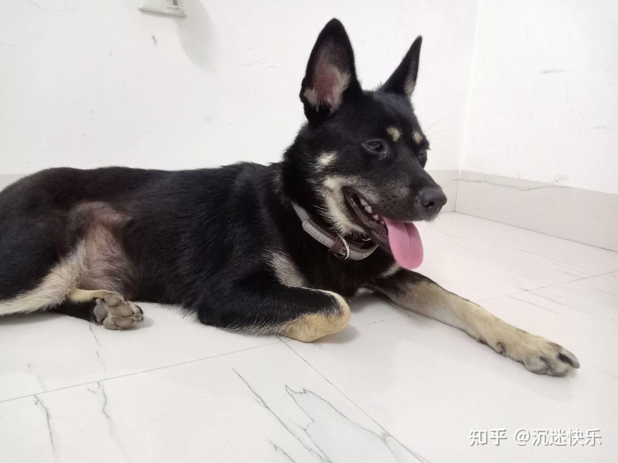 四眼黑土狗为什么那么贵呢