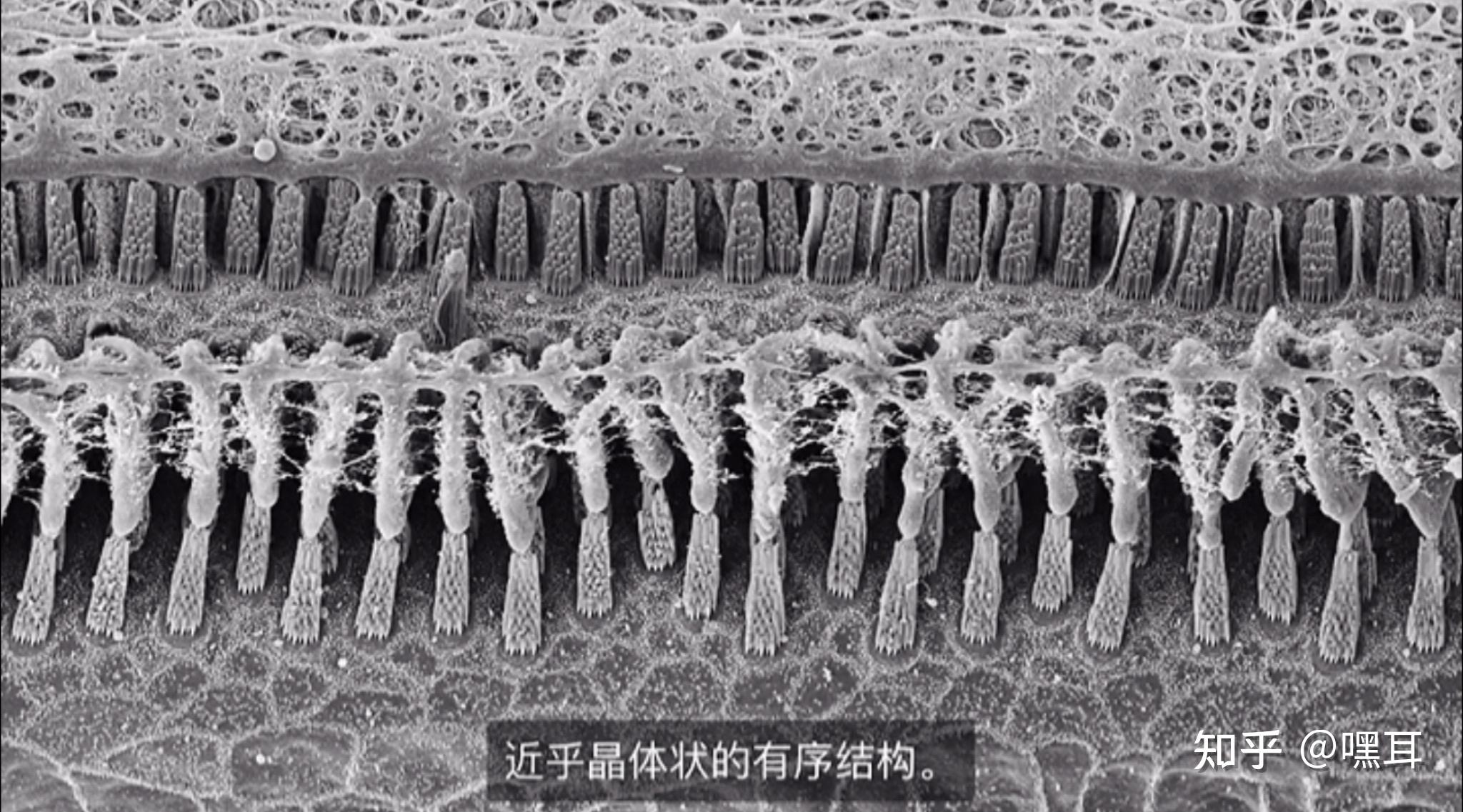 听觉背后美丽而神秘的科学 - 知乎