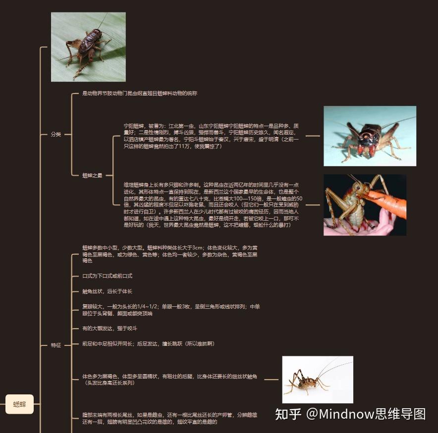 《昆虫记》"睿智的红蚂蚁"思维导图谁会画? - 知乎