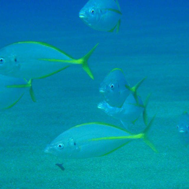 吃了这种鱼,也许可以给你   天可怕的致幻感