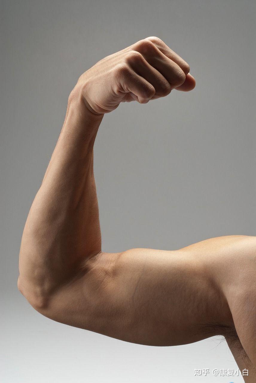 人体功能解剖——前臂后侧肌群 