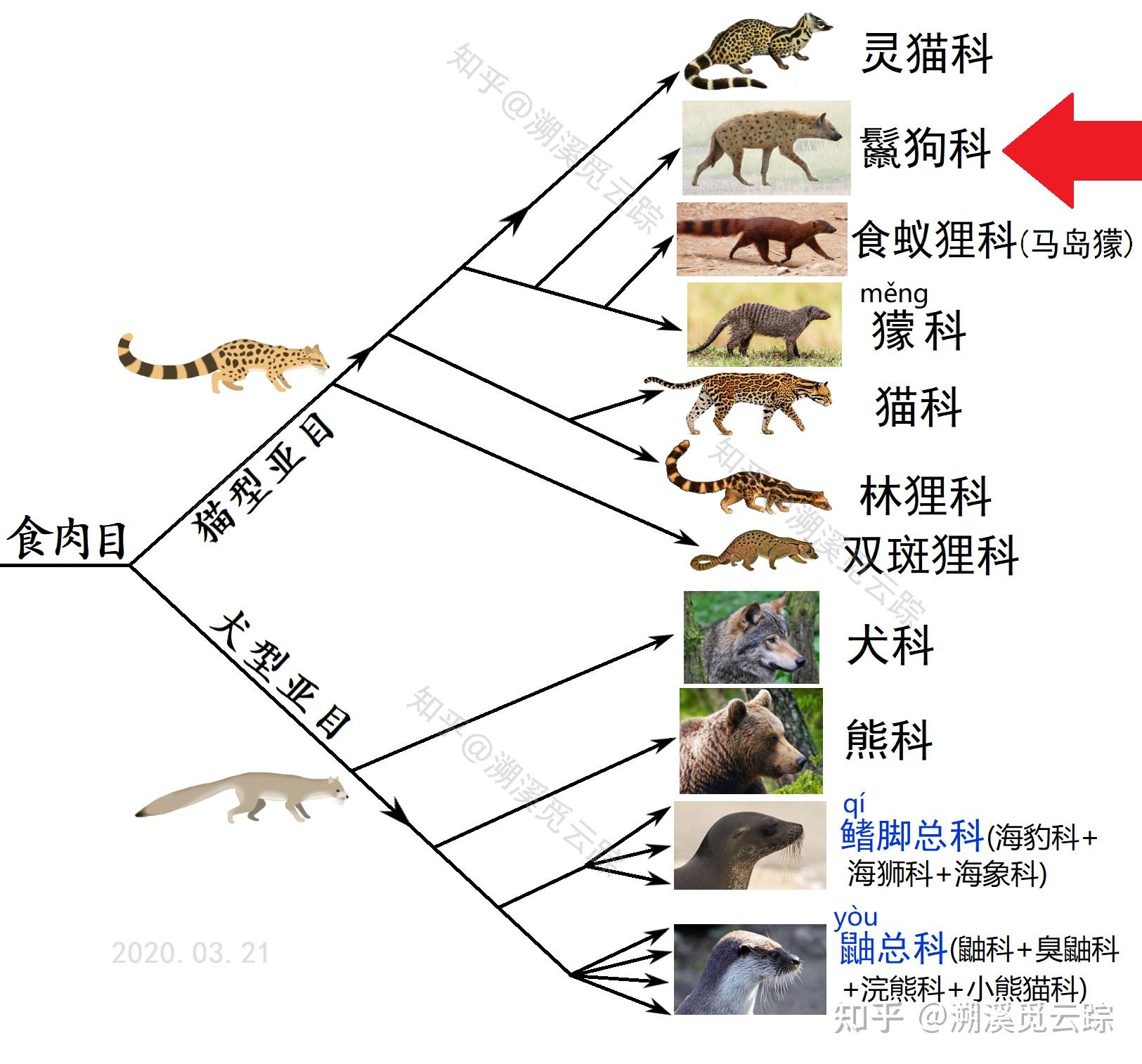 大熊猫总吃竹子,为何算肉食性动物? - 知乎