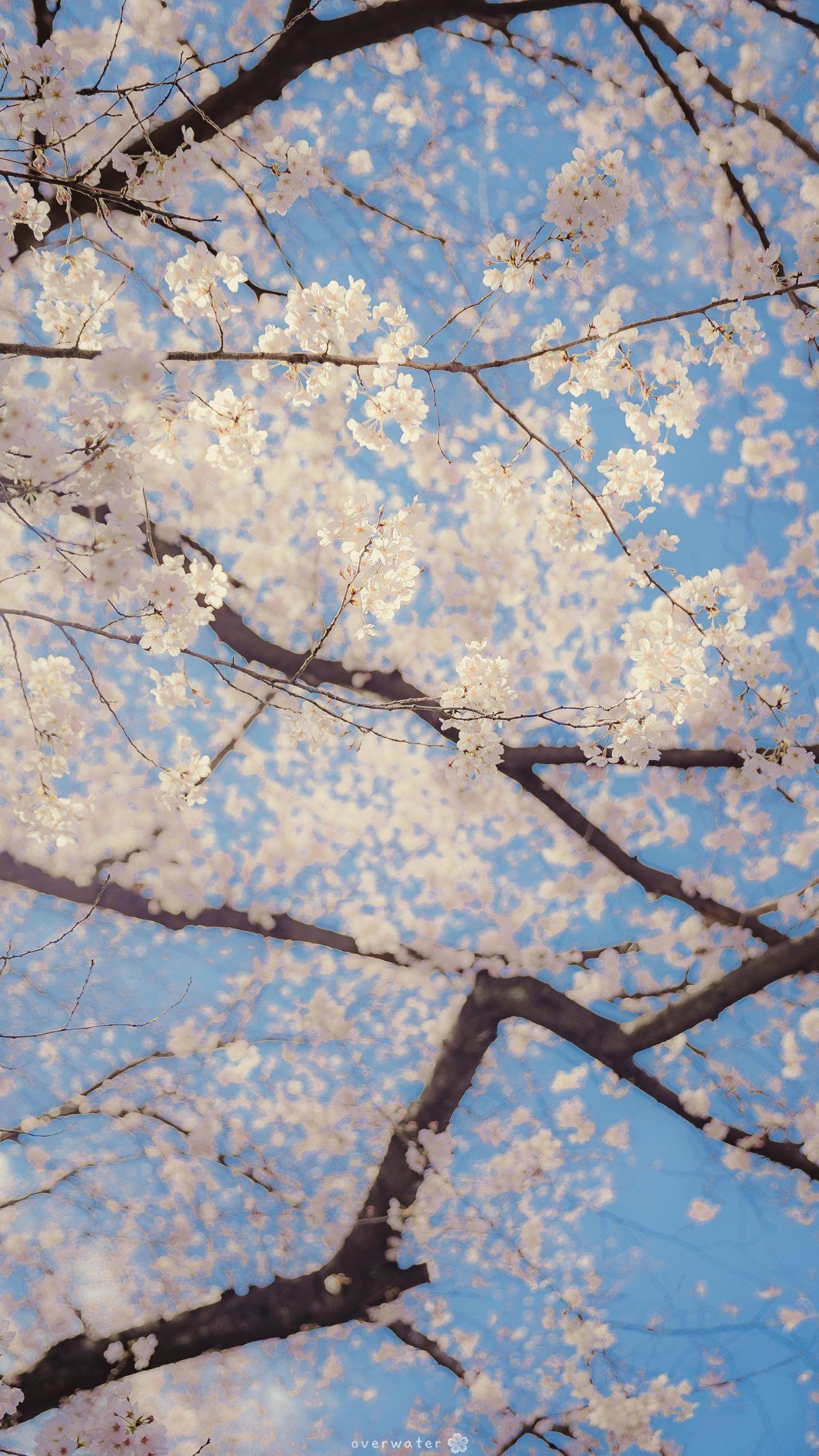 有哪些美到不可方物的樱花主题壁纸