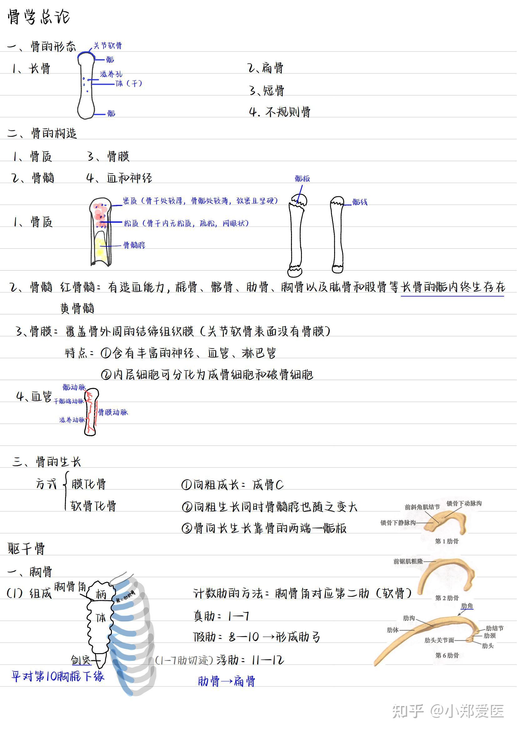 系统解剖学笔记图片