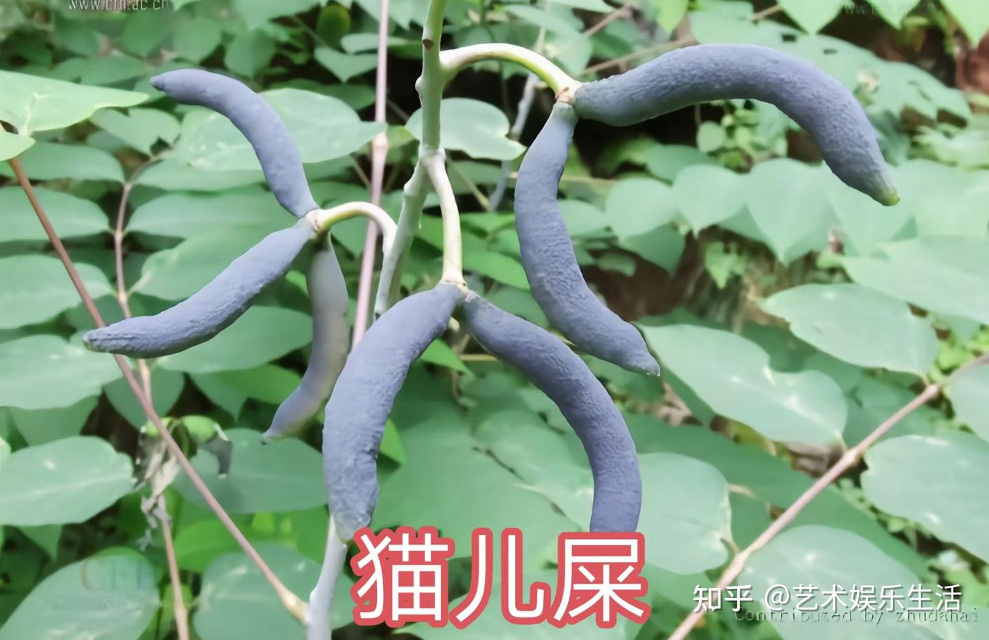 木通科的7种代表植物 - 知乎