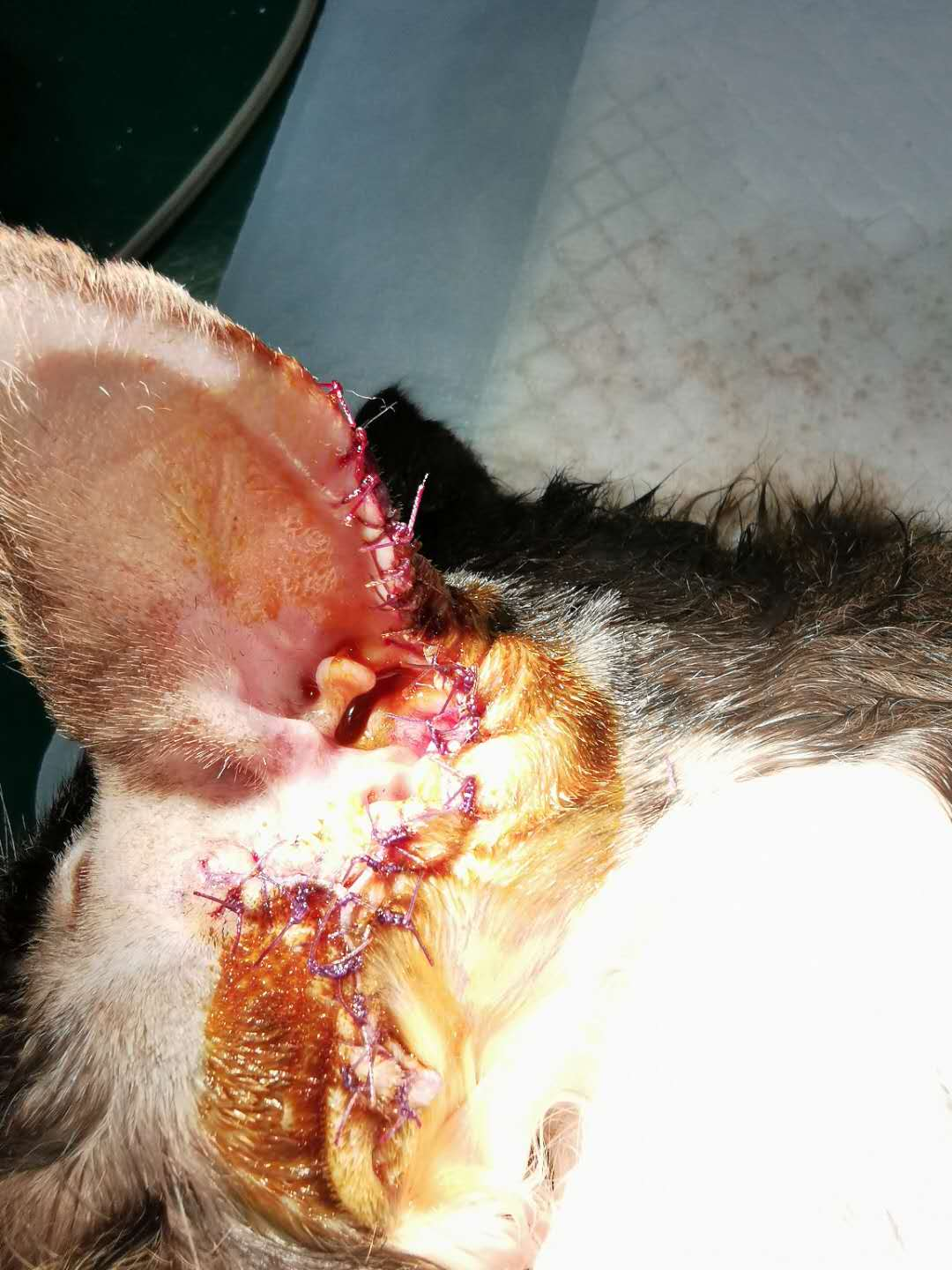 猫咪耳廓,面部,四肢上的"包包",可能是致命的肥大细胞瘤!