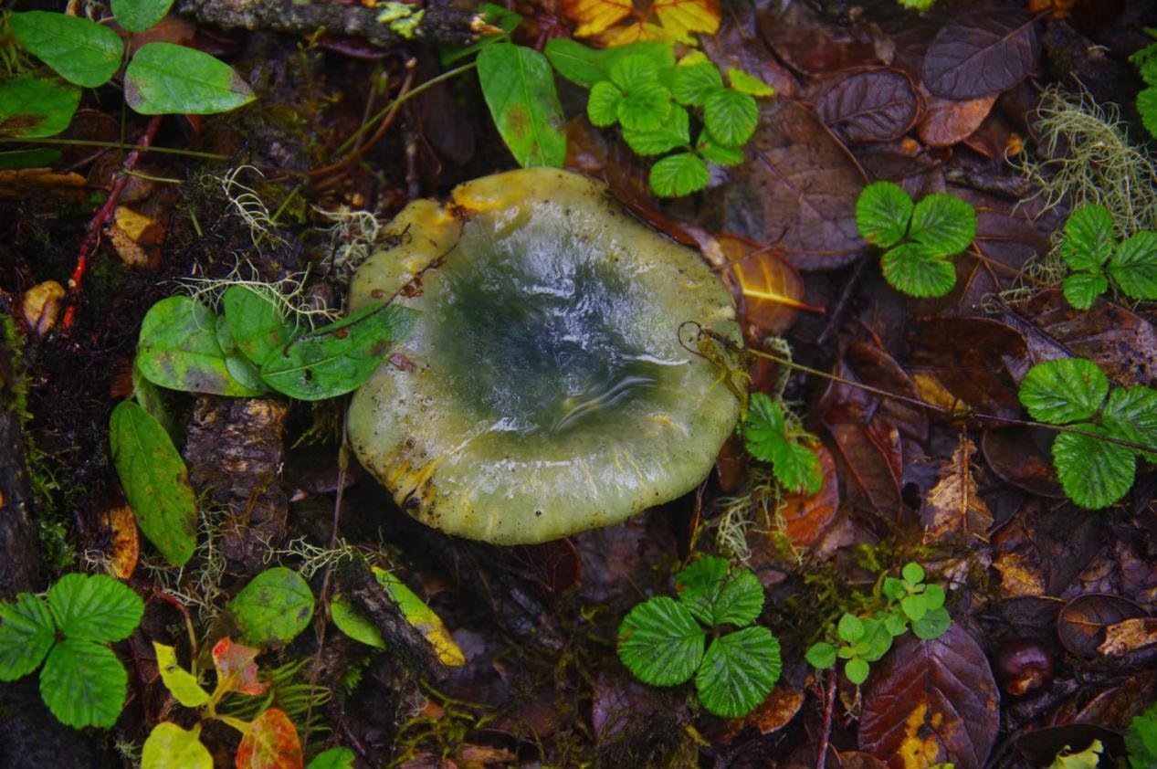 山野藏珍馐——叶绿红菇 - 知乎
