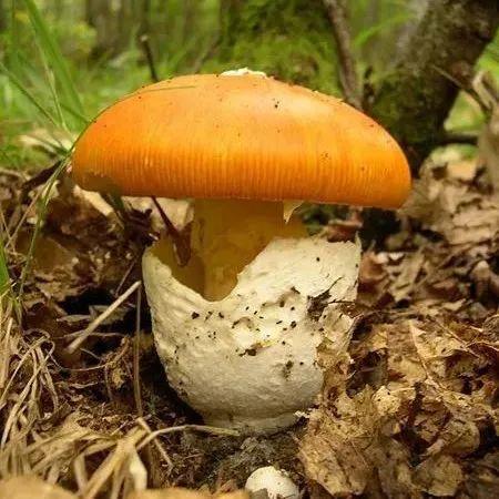 【真菌界全系列-22】伞菌目—鹅膏菌科(上) - 知乎